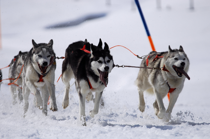 musher175031508