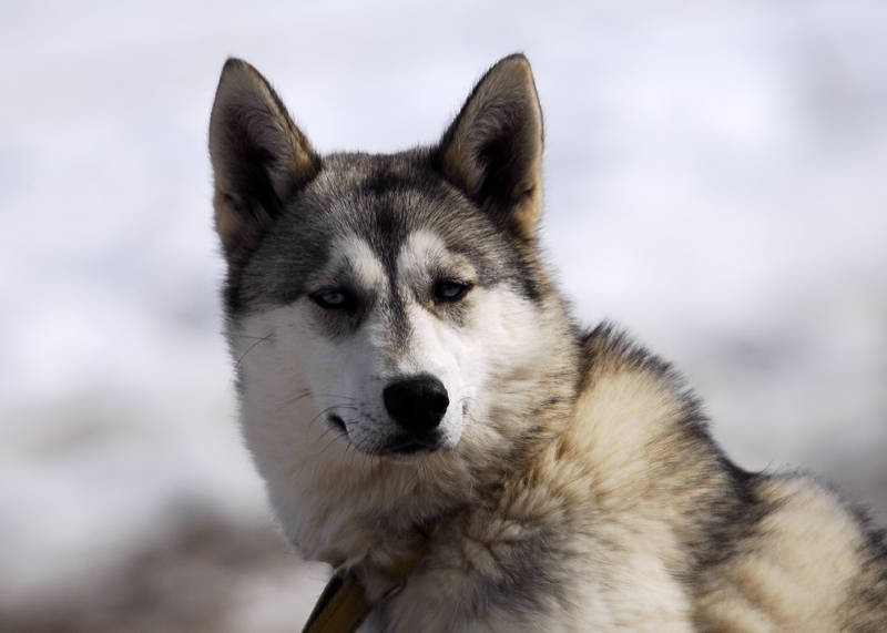 musher177031508