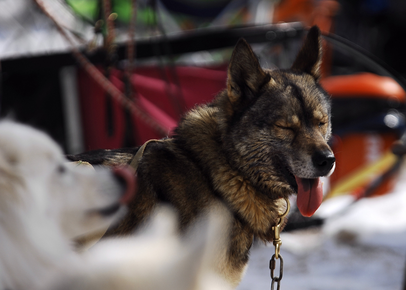 musher178031508