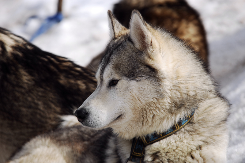 musher179031508