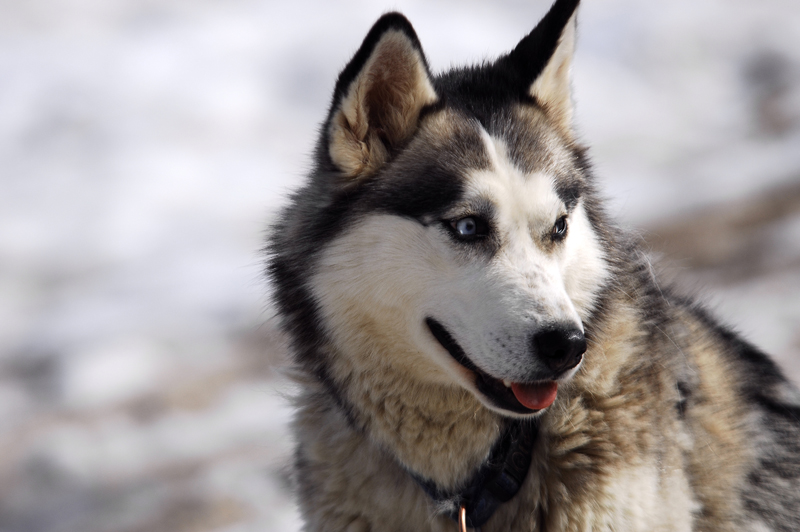 musher181031508