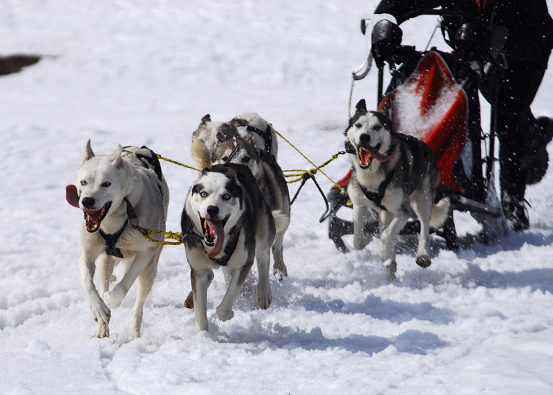 musher182031508