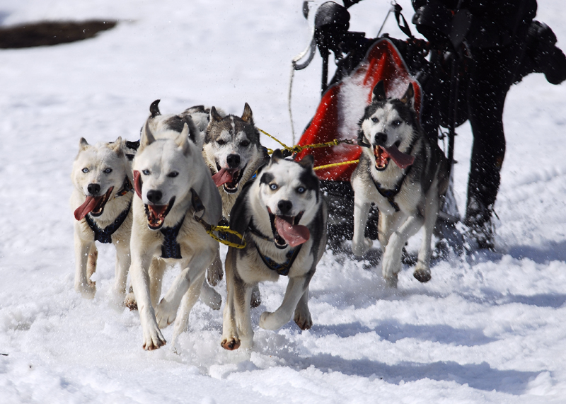 musher183031508