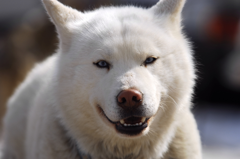 musher184031508