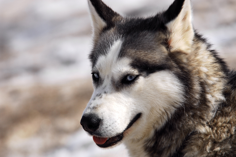 musher185031508