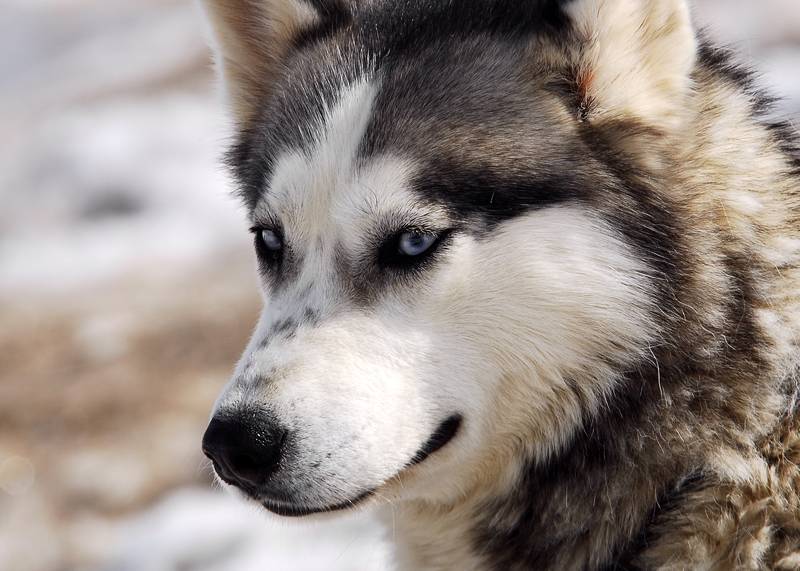 musher186031508