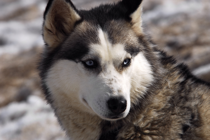 musher187031508