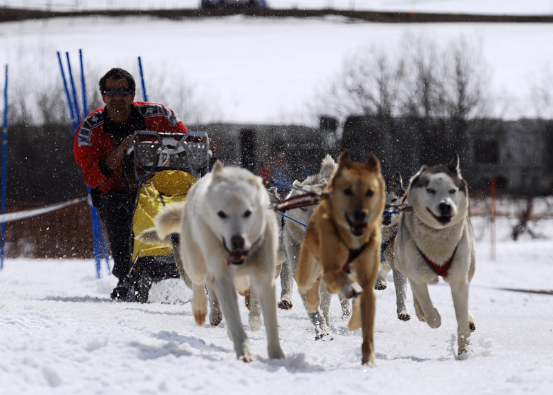musher188031508