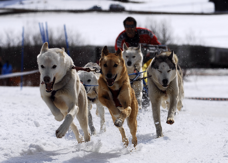 musher189031508