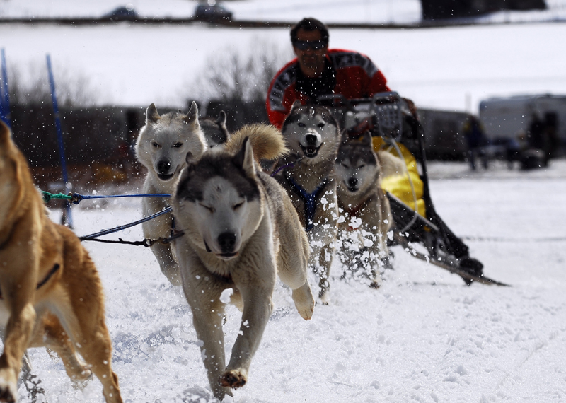 musher190031508