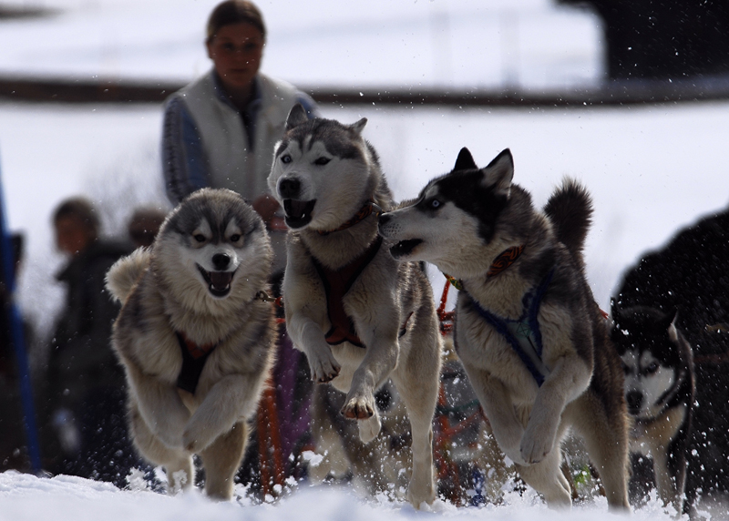 musher193031508
