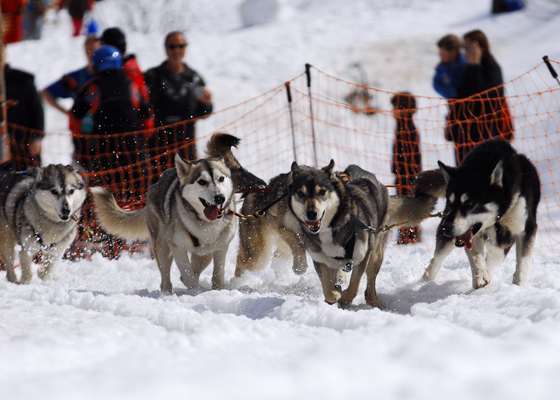 musher194031508