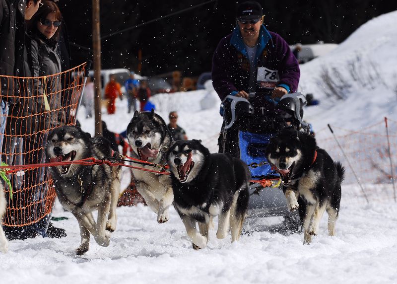 musher195031508