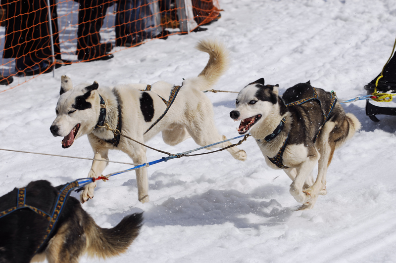 musher199031508