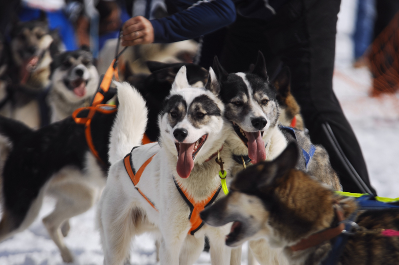 musher200031508