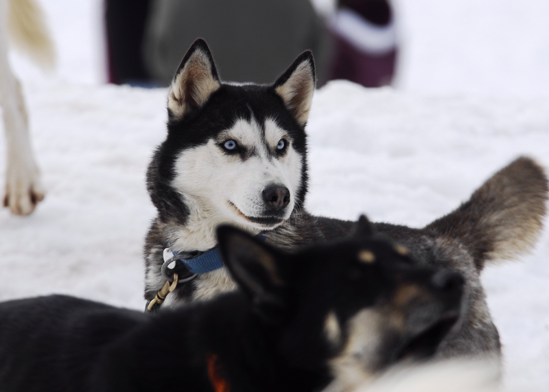 musher205031508