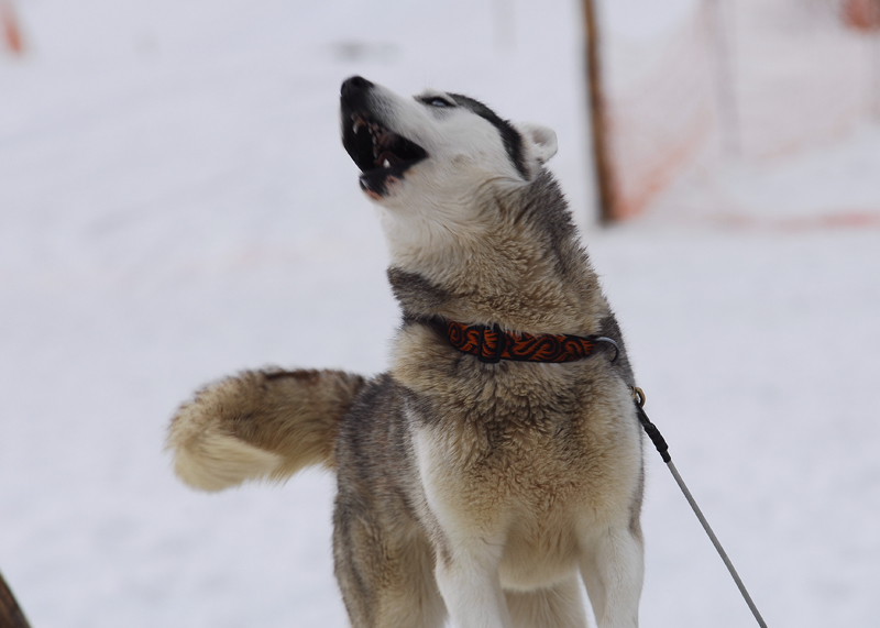 musher206031508