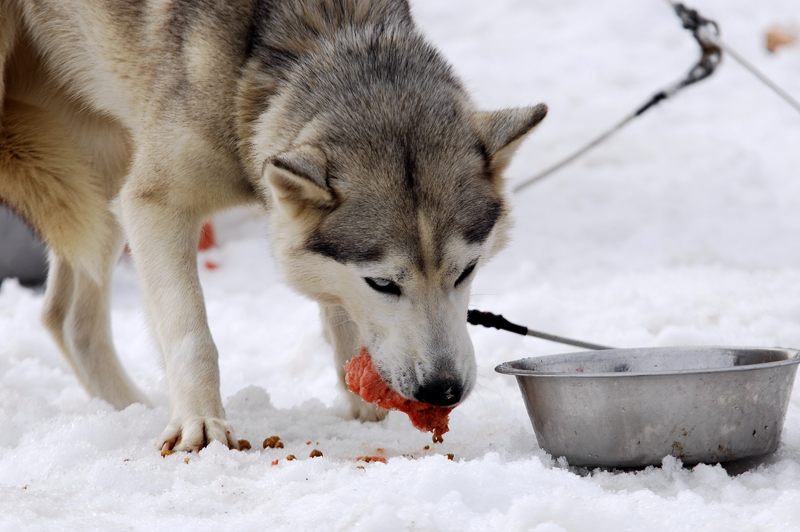 musher207031508