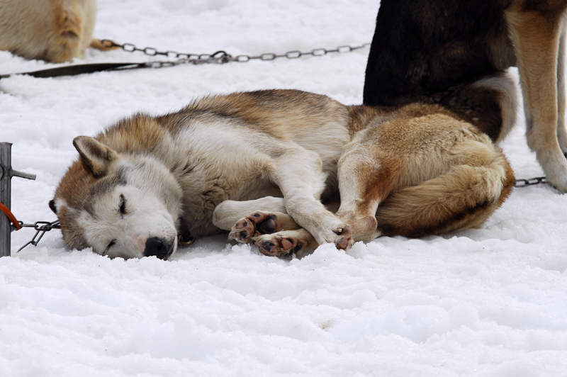 musher208031508