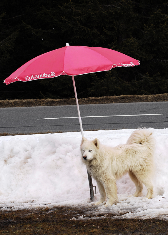 musher211031508