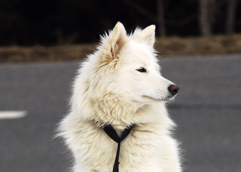 musher212031508