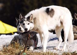 musher100031508