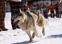 musher101031508