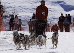 musher108031508