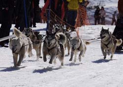 musher109031508
