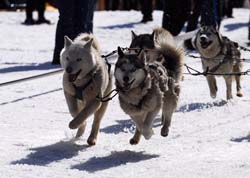 musher110031508