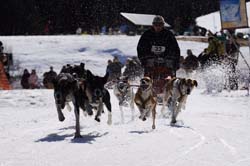 musher113031508