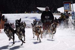 musher114031508
