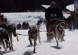 musher115031508