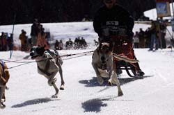 musher116031508