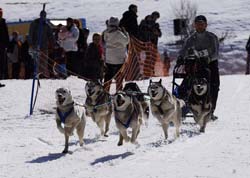 musher117031508