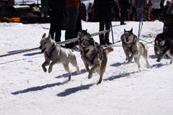 musher118031508