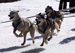 musher119031508