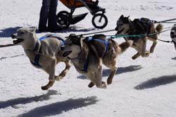 musher120031508