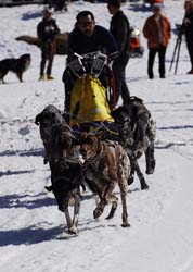 musher122031508