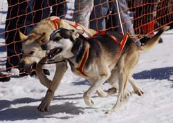 musher123031508