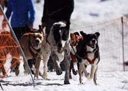 musher124031508