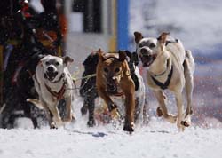 musher128031508