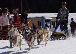 musher132031508