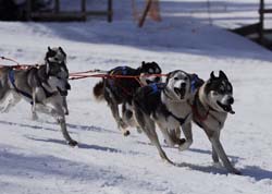 musher134031508