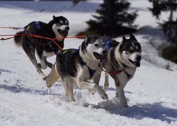 musher135031508