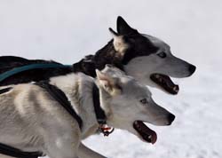 musher137031508