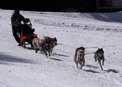 musher138031508