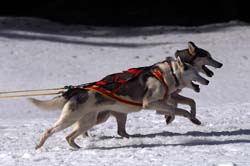 musher139031508