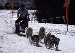 musher140031508