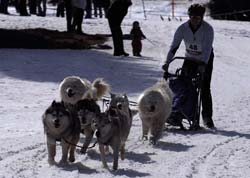 musher141031508